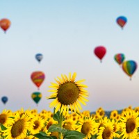 CAPRETTA_CLAUDIO_Tempo di girasoli.